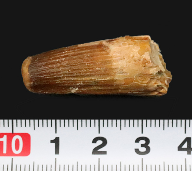 縦の条線がしっかり保存された、デルタの王者、スピノサウルス（Spinosaurus）の歯化石（その8）
