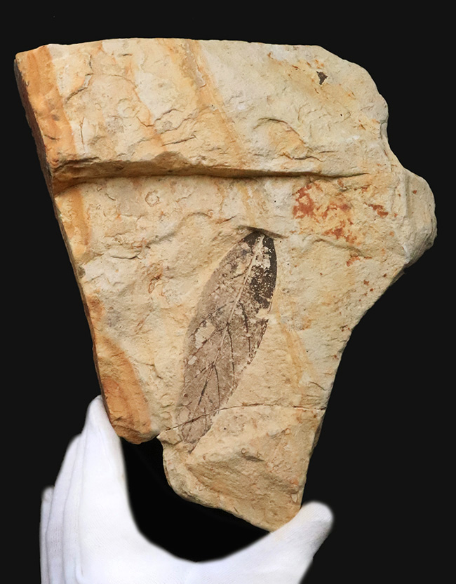 母岩25cm超、本体10cm弱の特大標本！岩手県雫石町・用ノ沢産「炭化」した木の葉の化石（その1）