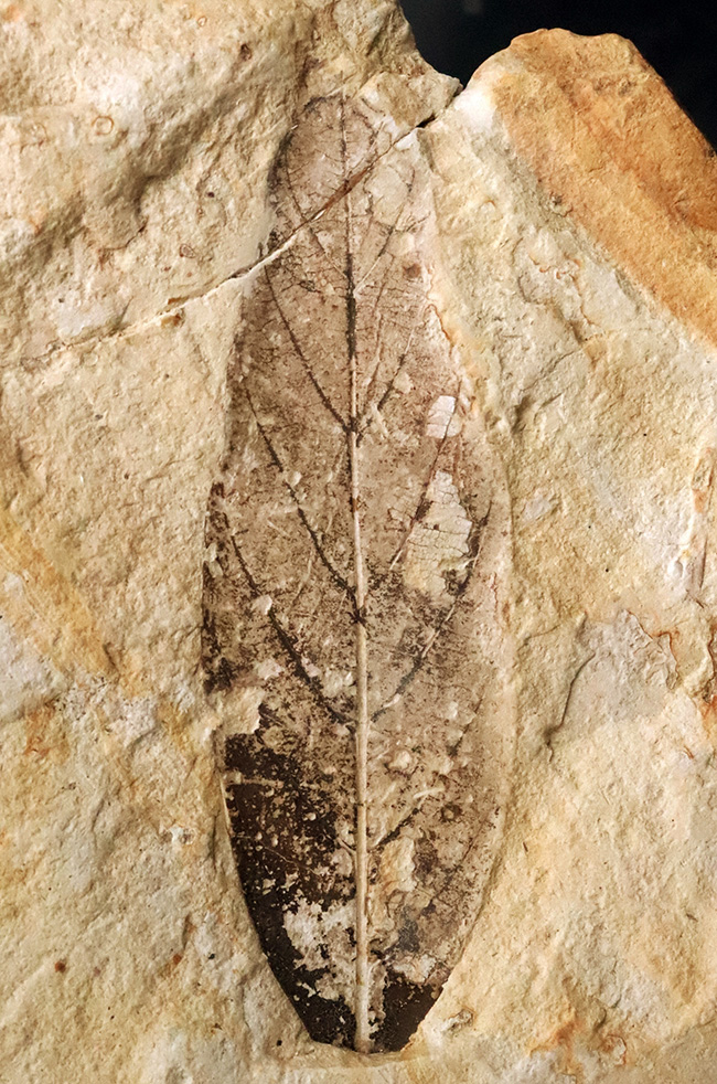 母岩25cm超、本体10cm弱の特大標本！岩手県雫石町・用ノ沢産「炭化」した木の葉の化石（その2）