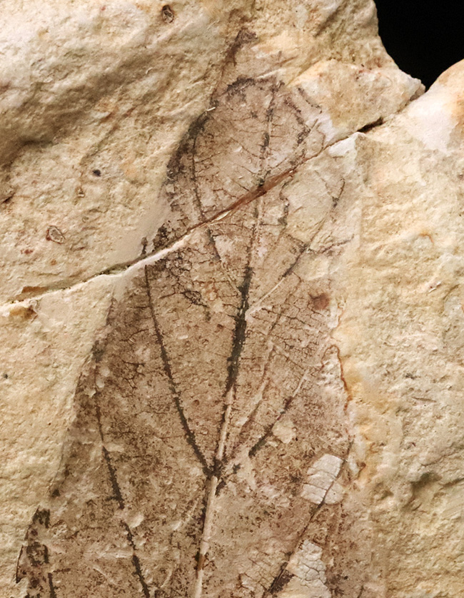 母岩25cm超、本体10cm弱の特大標本！岩手県雫石町・用ノ沢産「炭化」した木の葉の化石（その4）