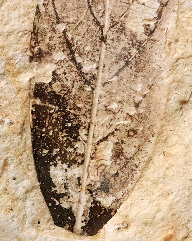 母岩25cm超、本体10cm弱の特大標本！岩手県雫石町・用ノ沢産「炭化」した木の葉の化石（その5）