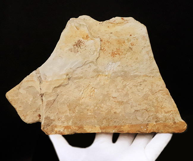 母岩25cm超、本体10cm弱の特大標本！岩手県雫石町・用ノ沢産「炭化」した木の葉の化石（その6）