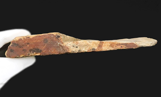 母岩25cm超、本体10cm弱の特大標本！岩手県雫石町・用ノ沢産「炭化」した木の葉の化石（その7）