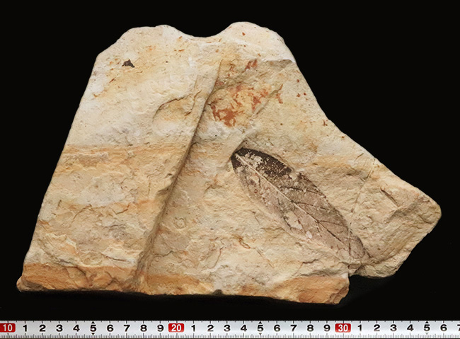 母岩25cm超、本体10cm弱の特大標本！岩手県雫石町・用ノ沢産「炭化」した木の葉の化石（その8）