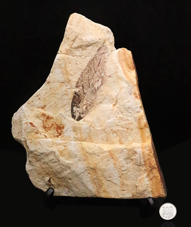 母岩25cm超、本体10cm弱の特大標本！岩手県雫石町・用ノ沢産「炭化」した木の葉の化石（その9）