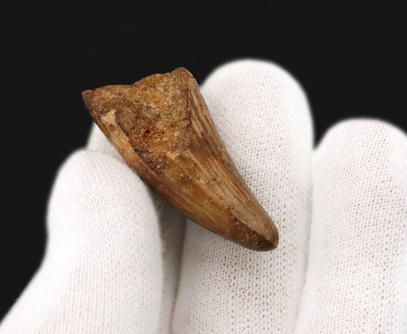 特徴的な縦筋が刻まれた、約1億年前の獣脚類恐竜スピノサウルス（Spinosaurus）の歯化石（その4）