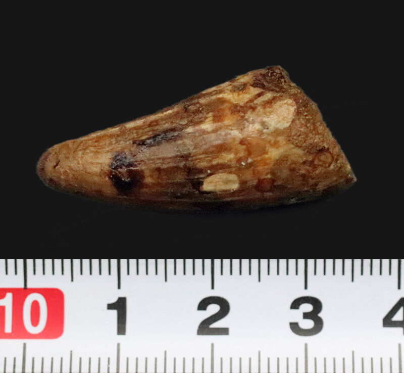 特徴的な縦筋が刻まれた、約1億年前の獣脚類恐竜スピノサウルス（Spinosaurus）の歯化石（その6）