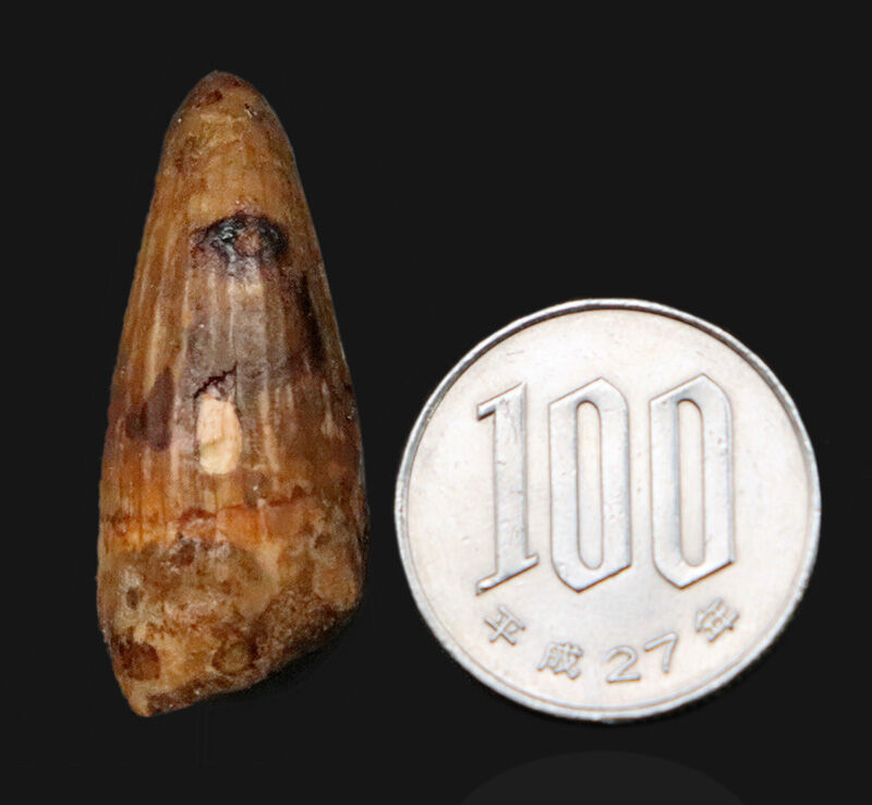 特徴的な縦筋が刻まれた、約1億年前の獣脚類恐竜スピノサウルス（Spinosaurus）の歯化石（その7）
