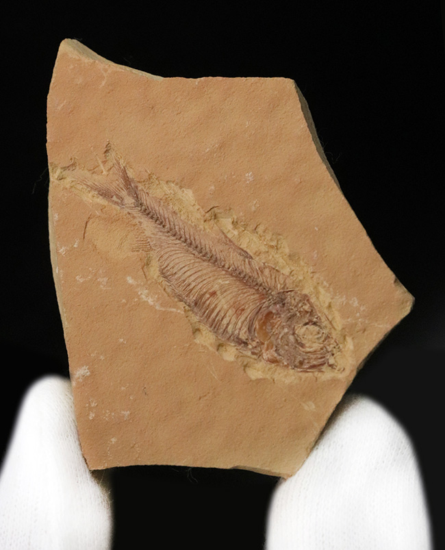 【エラ・鰭条まで完全視認】5000万年前の古代魚ナイティア（Knightia）。無酸素湖底が封じ込めた精密な骨格構造（その2）