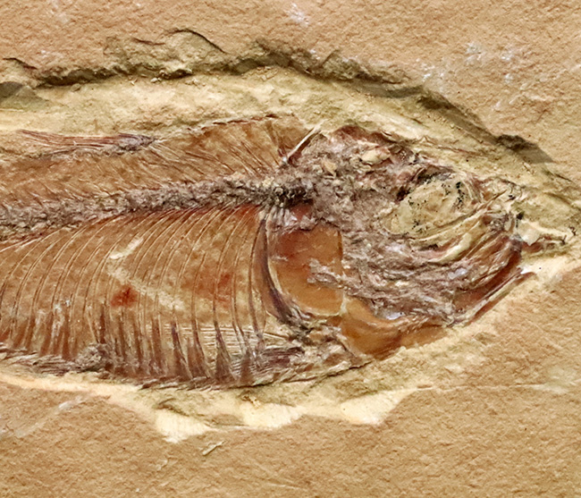 【エラ・鰭条まで完全視認】5000万年前の古代魚ナイティア（Knightia）。無酸素湖底が封じ込めた精密な骨格構造（その3）