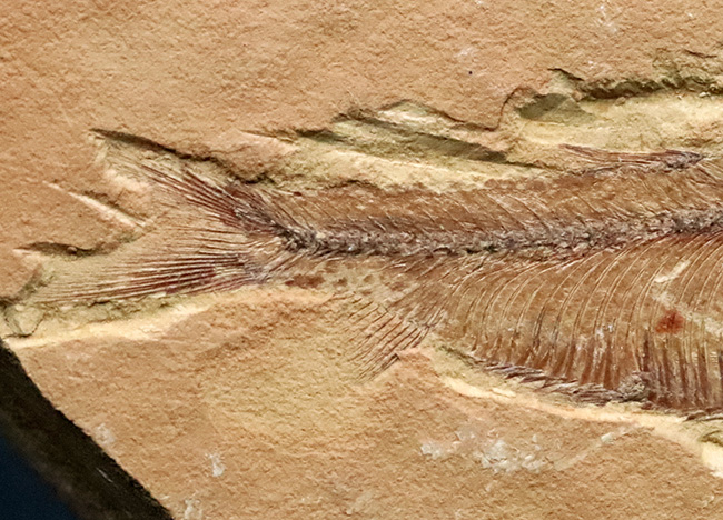 【エラ・鰭条まで完全視認】5000万年前の古代魚ナイティア（Knightia）。無酸素湖底が封じ込めた精密な骨格構造（その4）