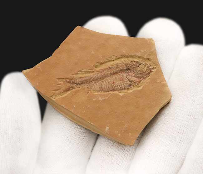 【エラ・鰭条まで完全視認】5000万年前の古代魚ナイティア（Knightia）。無酸素湖底が封じ込めた精密な骨格構造（その5）