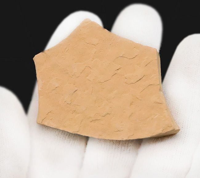 【エラ・鰭条まで完全視認】5000万年前の古代魚ナイティア（Knightia）。無酸素湖底が封じ込めた精密な骨格構造（その6）