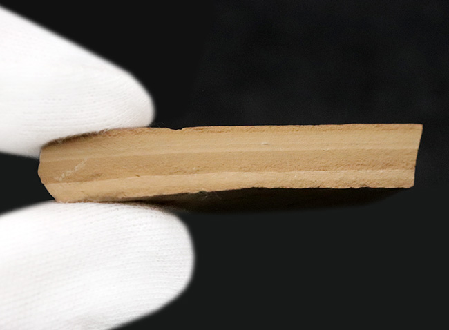 【エラ・鰭条まで完全視認】5000万年前の古代魚ナイティア（Knightia）。無酸素湖底が封じ込めた精密な骨格構造（その7）