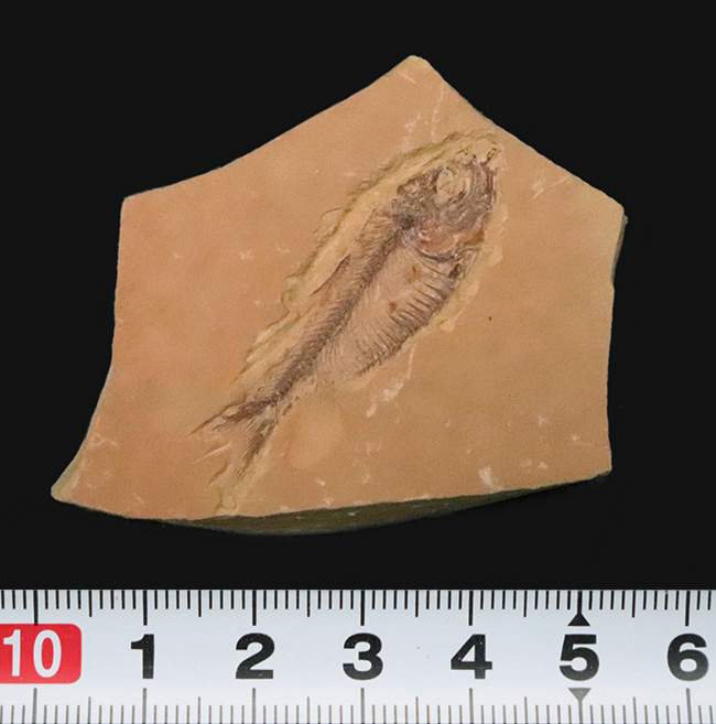 【エラ・鰭条まで完全視認】5000万年前の古代魚ナイティア（Knightia）。無酸素湖底が封じ込めた精密な骨格構造（その8）