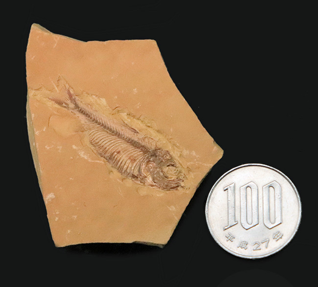 【エラ・鰭条まで完全視認】5000万年前の古代魚ナイティア（Knightia）。無酸素湖底が封じ込めた精密な骨格構造（その9）