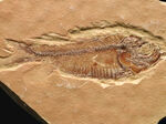 【エラ・鰭条まで完全視認】5000万年前の古代魚ナイティア（Knightia）。無酸素湖底が封じ込めた精密な骨格構造
