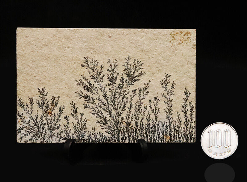 極上の白、細密極まる黒。ゾルンホーフェンに咲いた天然の『モノトーンアート』、デンドライト（Dendrite）（その8）