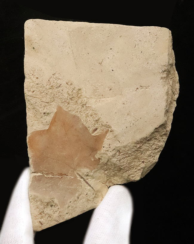 カエデと分かる人の手のような形が魅力的……秋田県湯沢市産の葉化石（その1）