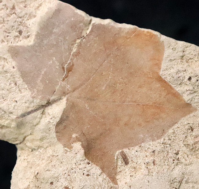 カエデと分かる人の手のような形が魅力的……秋田県湯沢市産の葉化石（その2）