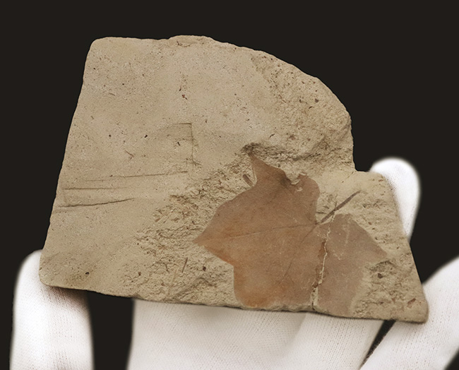 カエデと分かる人の手のような形が魅力的……秋田県湯沢市産の葉化石（その3）