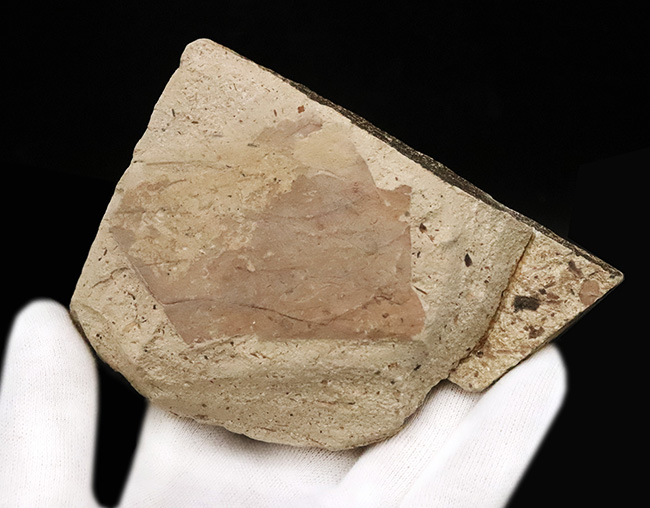 カエデと分かる人の手のような形が魅力的……秋田県湯沢市産の葉化石（その4）