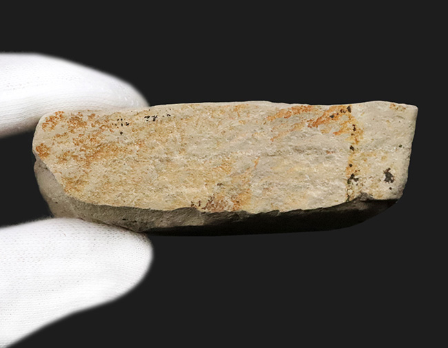 カエデと分かる人の手のような形が魅力的……秋田県湯沢市産の葉化石（その6）