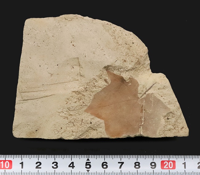 カエデと分かる人の手のような形が魅力的……秋田県湯沢市産の葉化石（その7）