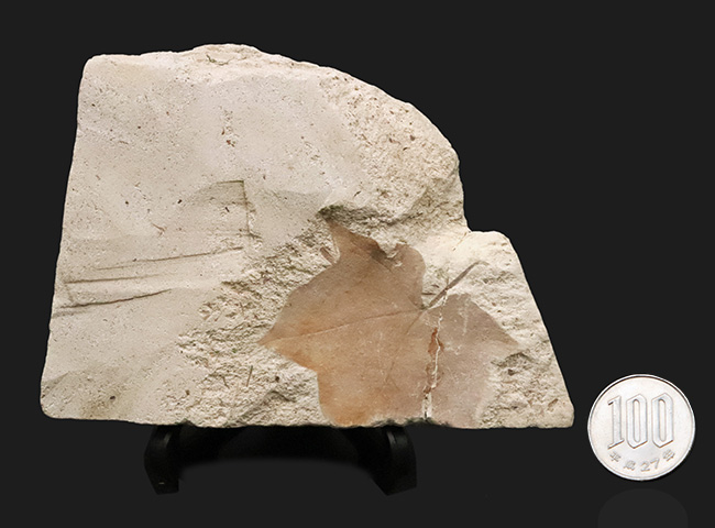 カエデと分かる人の手のような形が魅力的……秋田県湯沢市産の葉化石（その8）