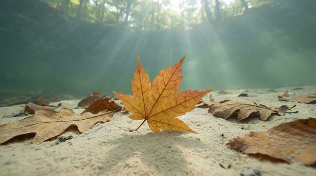 カエデと分かる人の手のような形が魅力的……秋田県湯沢市産の葉化石（その9）