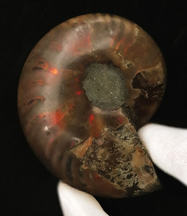 サービスプライス！遊色と縫合線を同時に楽しめる、マダガスカル