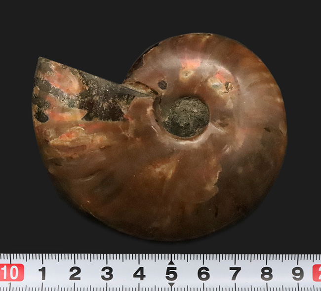 サービスプライス！遊色と縫合線を同時に楽しめる、マダガスカル