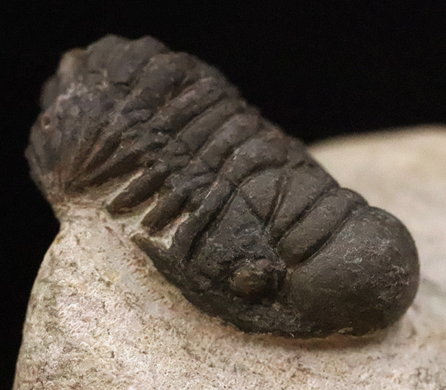 サービスプライス！可愛らしいサイズとポーズ、モロッコ産三葉虫、クロタロセファルス・ギブス（Crotalocephalus gibbus）（その1）