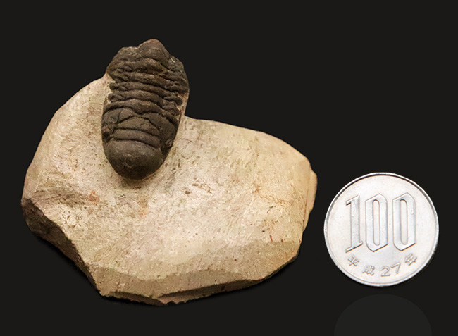 サービスプライス！可愛らしいサイズとポーズ、モロッコ産三葉虫、クロタロセファルス・ギブス（Crotalocephalus gibbus）（その10）