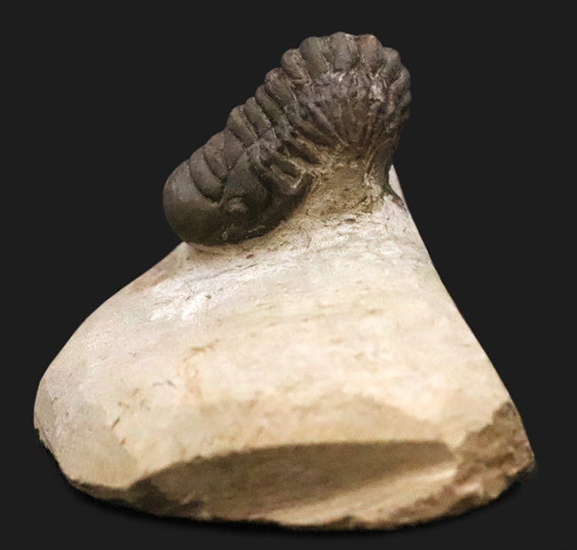 サービスプライス！可愛らしいサイズとポーズ、モロッコ産三葉虫、クロタロセファルス・ギブス（Crotalocephalus gibbus）（その2）