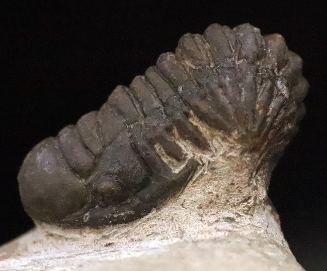 サービスプライス！可愛らしいサイズとポーズ、モロッコ産三葉虫、クロタロセファルス・ギブス（Crotalocephalus gibbus）（その3）