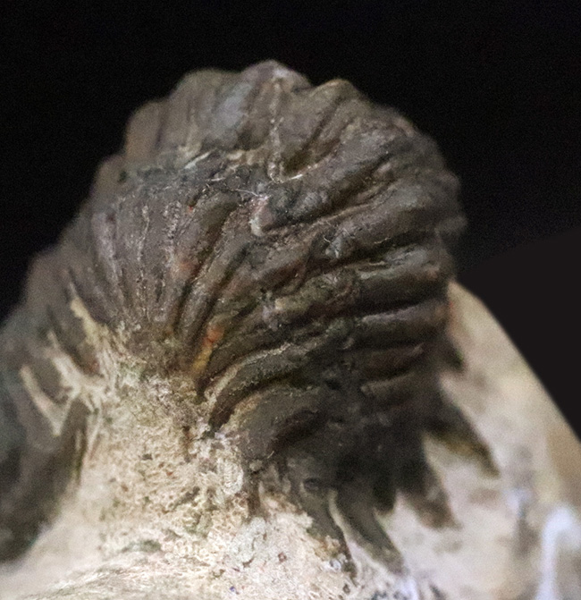 サービスプライス！可愛らしいサイズとポーズ、モロッコ産三葉虫、クロタロセファルス・ギブス（Crotalocephalus gibbus）（その4）