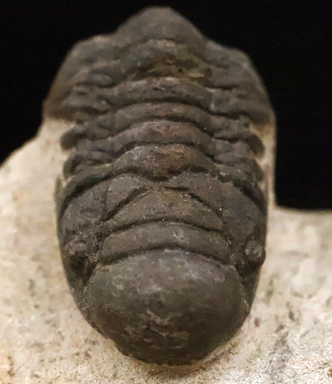 サービスプライス！可愛らしいサイズとポーズ、モロッコ産三葉虫、クロタロセファルス・ギブス（Crotalocephalus gibbus）（その5）