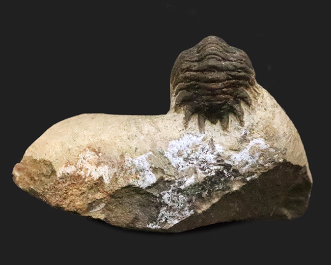 サービスプライス！可愛らしいサイズとポーズ、モロッコ産三葉虫、クロタロセファルス・ギブス（Crotalocephalus gibbus）（その6）