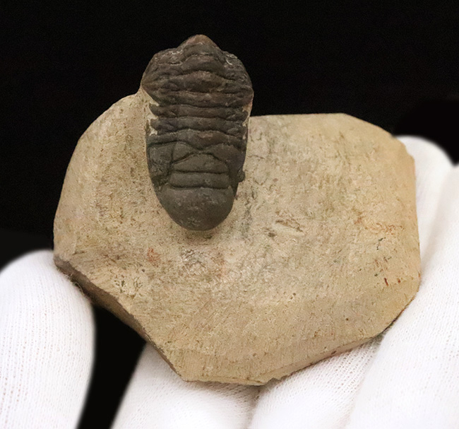 サービスプライス！可愛らしいサイズとポーズ、モロッコ産三葉虫、クロタロセファルス・ギブス（Crotalocephalus gibbus）（その7）