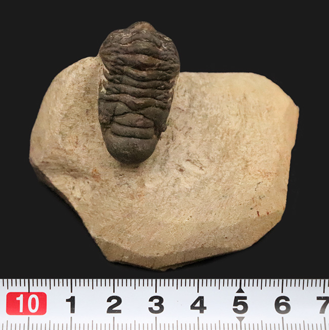 サービスプライス！可愛らしいサイズとポーズ、モロッコ産三葉虫、クロタロセファルス・ギブス（Crotalocephalus gibbus）（その9）