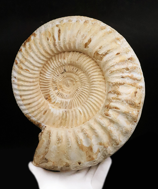 過去に類を見ない大きさを誇る、マダガスカル産ジュラ紀のアンモナイト、ペリスフィンクテス(Perisphinctes)のメガサイズ標本(その1)