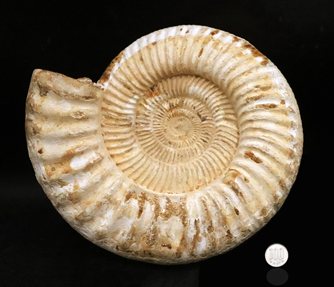 過去に類を見ない大きさを誇る、マダガスカル産ジュラ紀のアンモナイト、ペリスフィンクテス(Perisphinctes)のメガサイズ標本(その10)