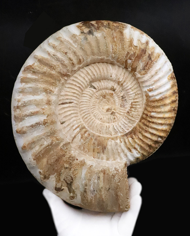 過去に類を見ない大きさを誇る、マダガスカル産ジュラ紀のアンモナイト、ペリスフィンクテス(Perisphinctes)のメガサイズ標本(その2)