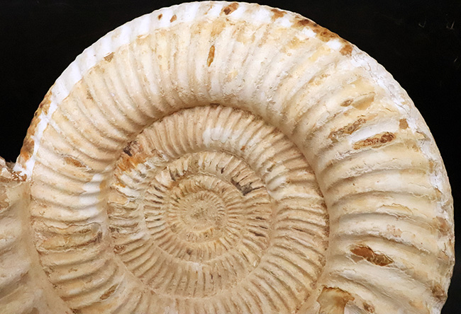 過去に類を見ない大きさを誇る、マダガスカル産ジュラ紀のアンモナイト、ペリスフィンクテス(Perisphinctes)のメガサイズ標本(その3)