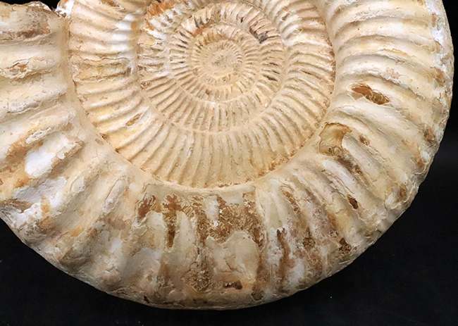 過去に類を見ない大きさを誇る、マダガスカル産ジュラ紀のアンモナイト、ペリスフィンクテス(Perisphinctes)のメガサイズ標本(その4)