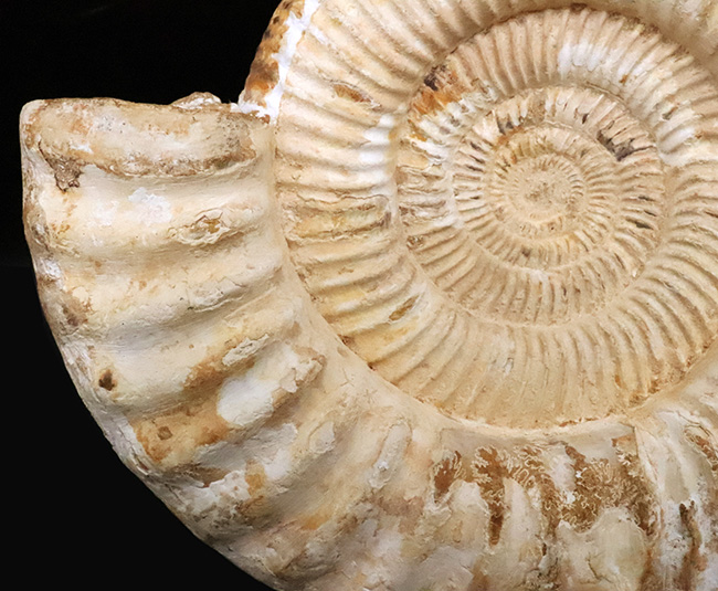 過去に類を見ない大きさを誇る、マダガスカル産ジュラ紀のアンモナイト、ペリスフィンクテス(Perisphinctes)のメガサイズ標本(その5)