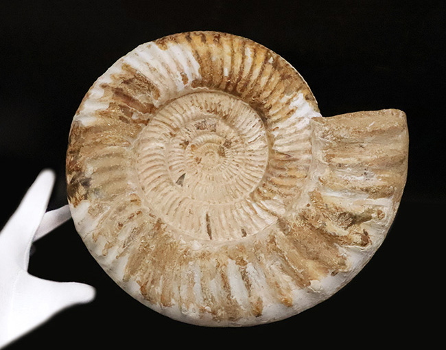 過去に類を見ない大きさを誇る、マダガスカル産ジュラ紀のアンモナイト、ペリスフィンクテス(Perisphinctes)のメガサイズ標本(その6)