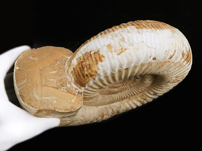 過去に類を見ない大きさを誇る、マダガスカル産ジュラ紀のアンモナイト、ペリスフィンクテス(Perisphinctes)のメガサイズ標本(その8)