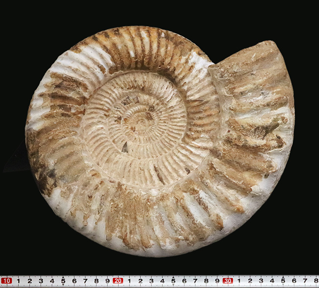 過去に類を見ない大きさを誇る、マダガスカル産ジュラ紀のアンモナイト、ペリスフィンクテス(Perisphinctes)のメガサイズ標本(その9)